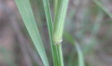 九草视频在线,探索自然之美，感受生命力量