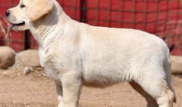 布拉多,探寻历史与现代交融的璀璨明珠